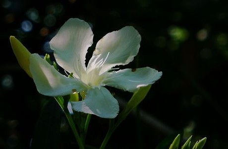 《苹果》全集在线观看