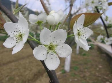 在闺蜜爸爸夸下承欢甜甜