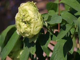 逍遥御医草民影视