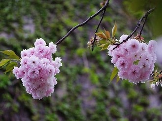 怀孕了快生了堵着不生