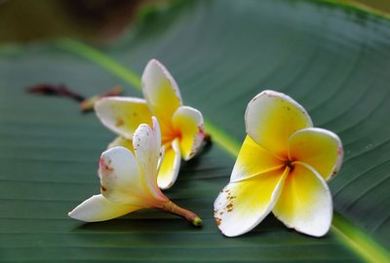 沈芙张值优质攻略系统