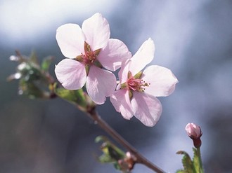 草民影视一步成神